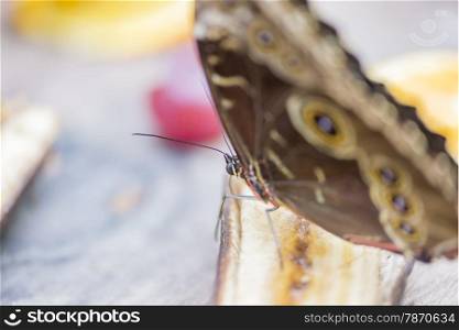 morpho butterfly, morpho peleides eating nectar