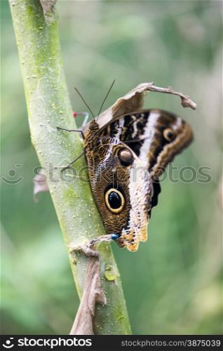 morpho butterfly, morpho peleides hanging from a branch