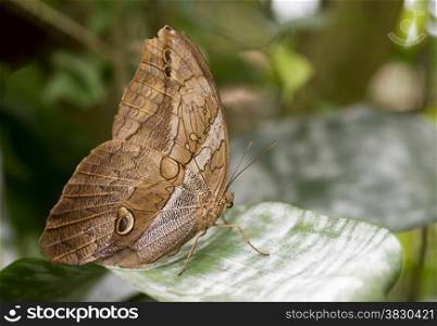 morphoo butterfly on green leaves