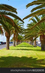 Morro Jable Fuerteventura Matorral palm trees at Canary Islands of Spain