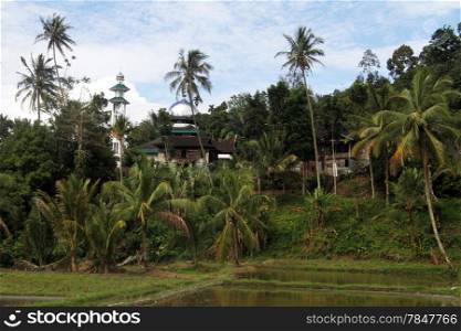 Mosque and palm trees near fice field in Indonesia