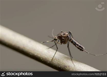 Mosquito close-up photo on a branch