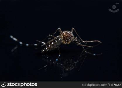 Mosquito Macro Background on Black Mirror