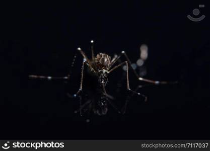 Mosquito Macro Background on Black Mirror