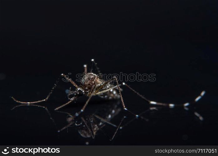 Mosquito Macro on Black Mirror