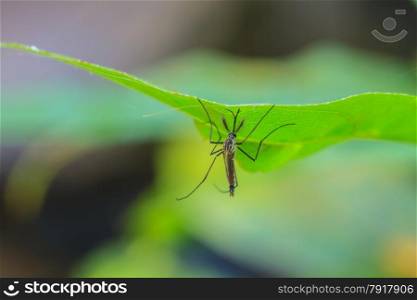 Mosquito on green leaf,Mosquito hang on leaf in macro