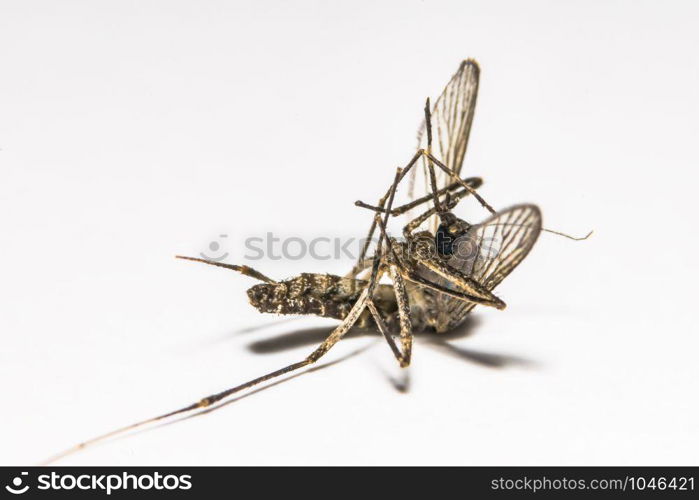 mosquito (soft focus)