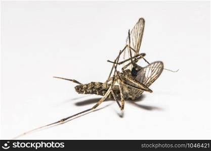 mosquito (soft focus)