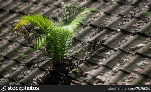 moss and fern on old roof