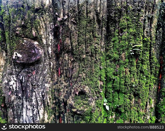 moss and lichen on bark tree