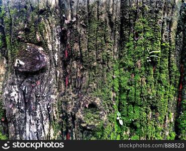 moss and lichen on bark tree