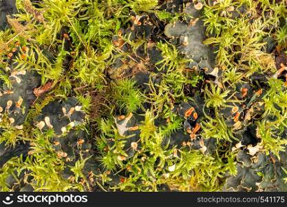 Moss and lichen on ground in forest, background, texture.. Moss and lichen on ground in forest, background, texture