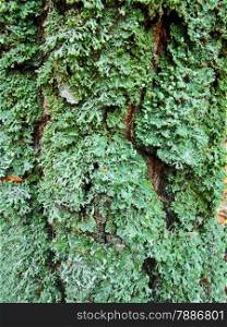 Moss and lichen on the olden bark. Natural background.