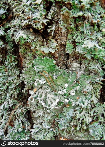 Moss and lichen on the olden bark. Natural background.