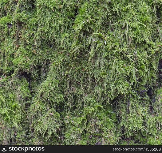 Moss and mold affect a wood panel, natural background.