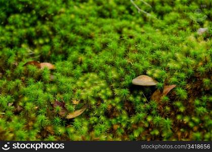 Moss and mushroom. Closeup of moss in a forest with a small mushroom, green natural background