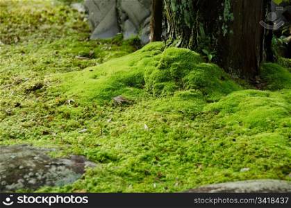 Moss and stones. Closeup of a moss in a japanese garden with stones and tree