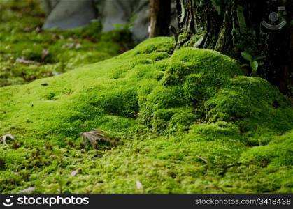 Moss and stones. Closeup of a moss in a japanese garden with stones and tree