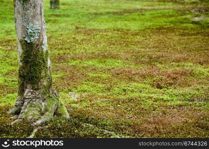 Moss and tree. Green natural background with moss and tree