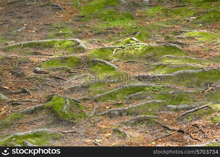 Moss and tree roots in the forest&#xA;