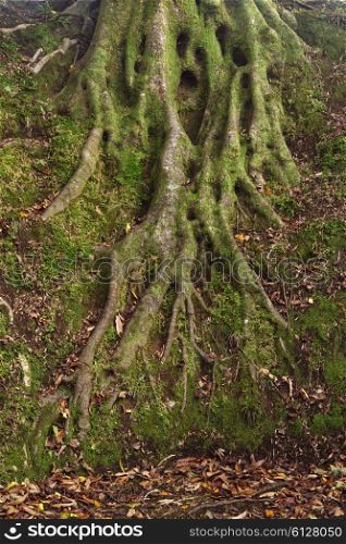 Moss and tree roots in the forest&#xA;