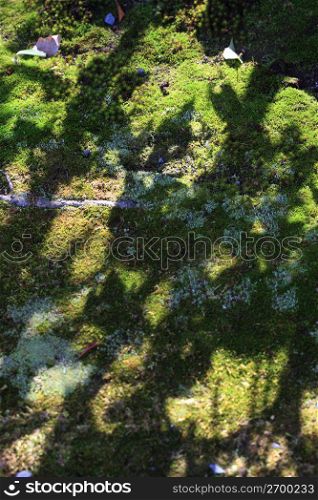 Moss and Tree shadow