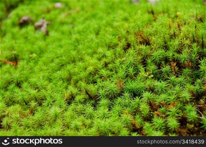 Moss. closeup of a moss in forest, green background