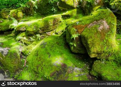 Moss covered stone