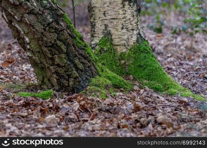 Moss covered tree trunks surrounded by autumnal leaves