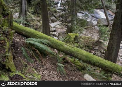 Moss covered trees in a forest, Nairn Falls Provincial Park, Whistler, British Columbia, Canada