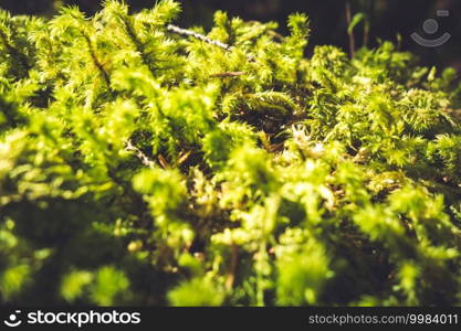 Moss detail in Vanoise national Park forest, French alps.. Moss detail in Vanoise national Park, French alps