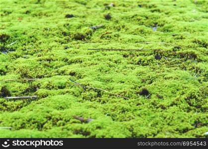 moss green, plant, forest moss. moss on stone