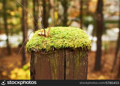 Moss grows over wooden pole