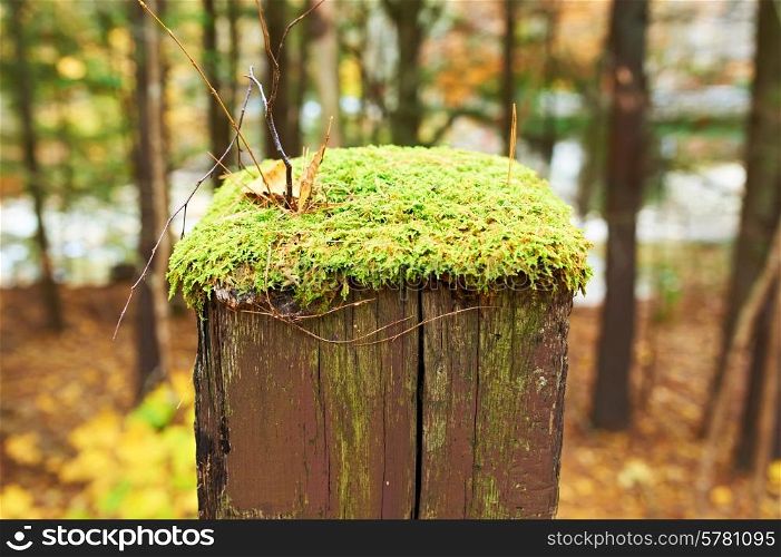 Moss grows over wooden pole
