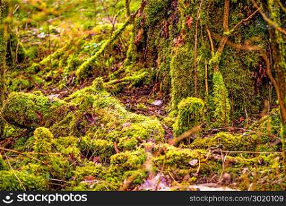 moss in a forest, overgrown over trunks