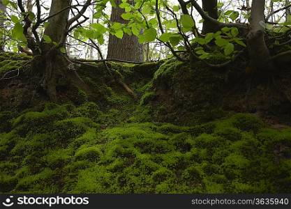 Moss in Forest