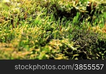 Moss In Spring Sorest. HD Shot With Motorized Slider.