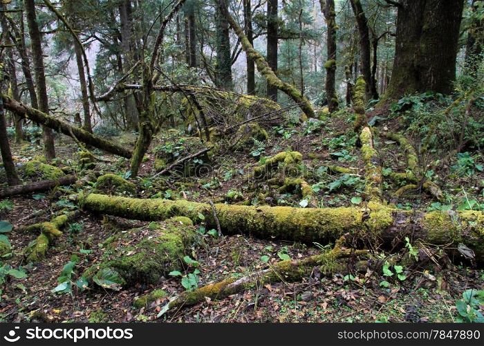 Moss in the forest in mountain, Nepal