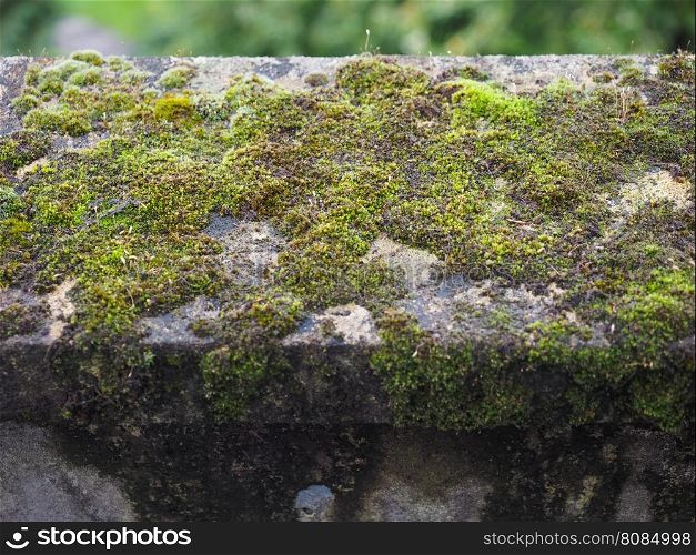 Moss on a concrete wall. Green moss on a vintage weathered concrete wall