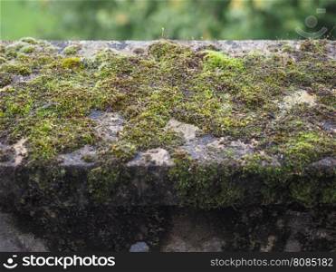 Moss on a concrete wall. Green moss on a vintage weathered concrete wall