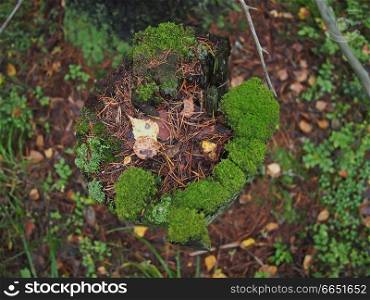 moss on a stump