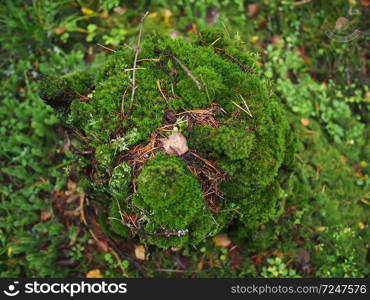 moss on a stump