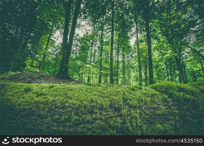 Moss on a wooden log in a green forest in the spring