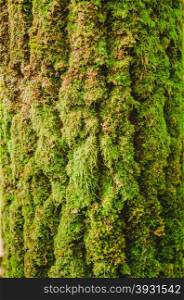moss on bark tree