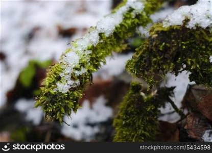 Moss on branch under the snow and frozen. Shallow deep of fiels