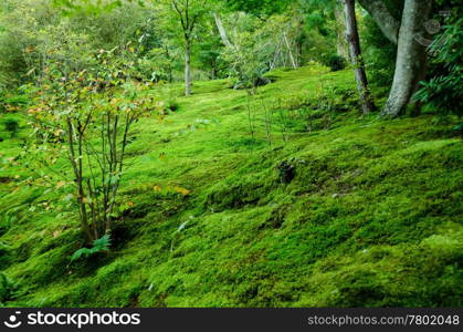 Moss on forest floor. Forest floor covered with moss, natural green background