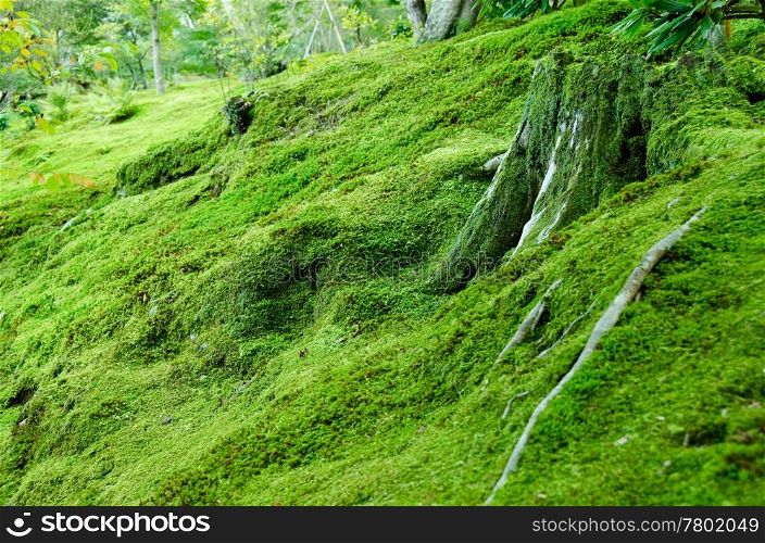 Moss on forest floor. Forest floor covered with moss, natural green background
