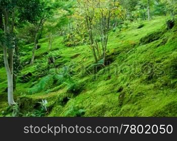 Moss on forest floor. Forest floor covered with moss, natural green background