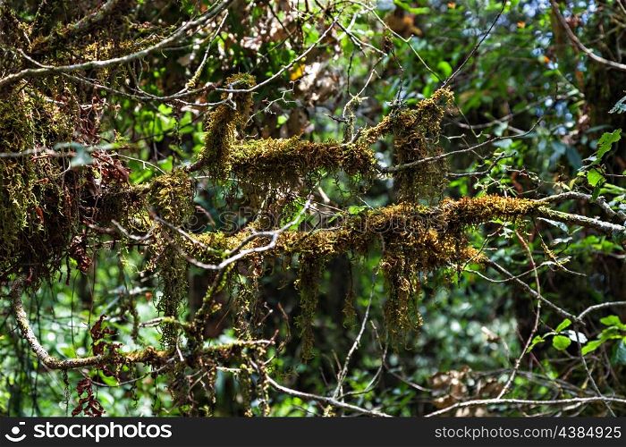 Moss on the Rhododendron branches, nepalese forest