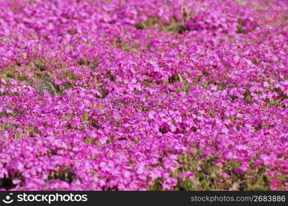 Moss phlox